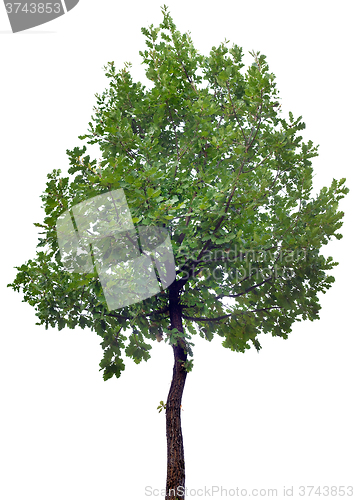 Image of Oak Tree Cutout