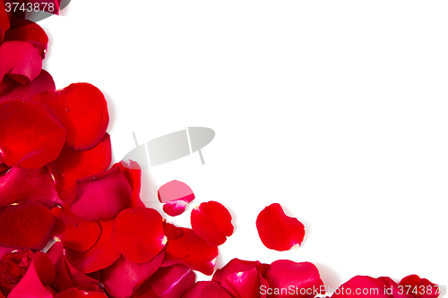 Image of close up of red rose petals with copyspace
