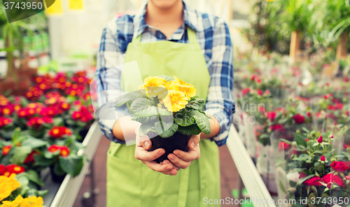 Image of close up of woman holding flowers in greenhouse