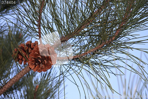 Image of Pine cones