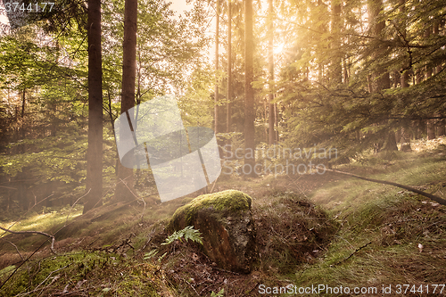 Image of Forest sunrise