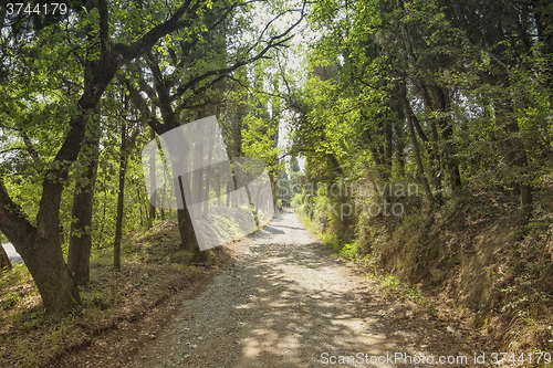 Image of Forest road