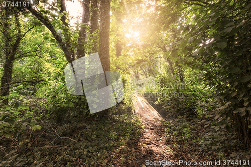 Image of Sunrise in the woods