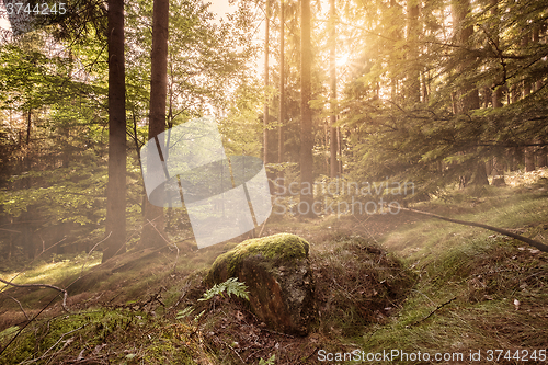 Image of Forest sunrise