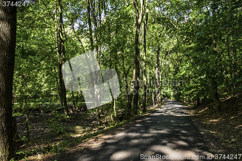 Image of Forest path