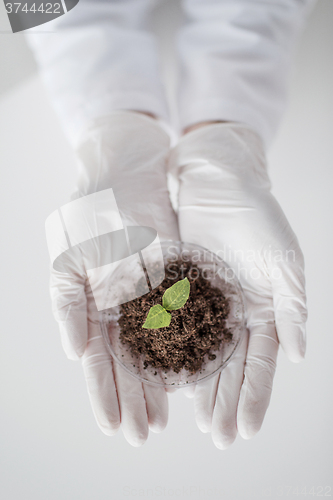 Image of close up of scientist hands with plant and soil 