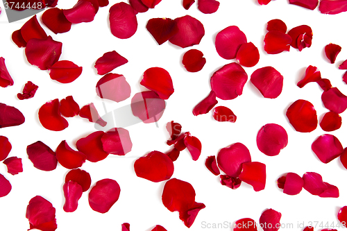 Image of close up of red rose petals