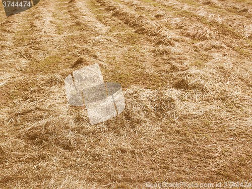 Image of Retro looking Hay in a field
