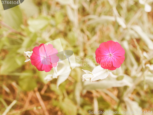 Image of Retro looking Violet flower