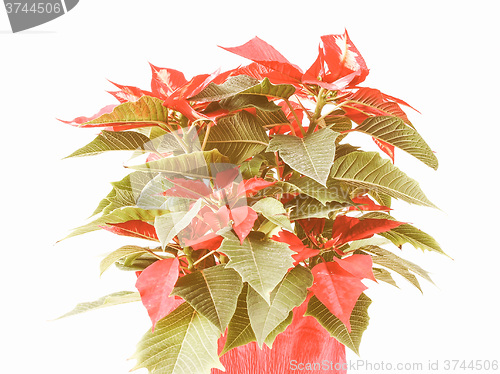 Image of Retro looking Poinsettia Christmas Star