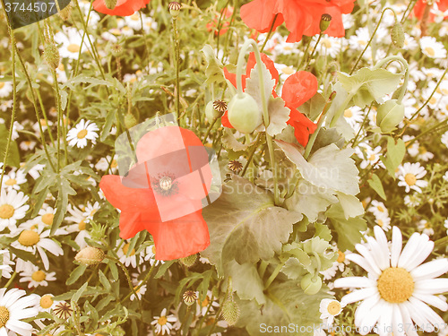 Image of Retro looking Papaver flower