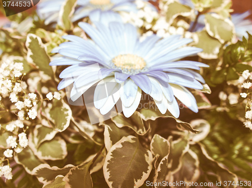 Image of Retro looking Flowers