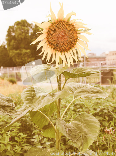 Image of Retro looking Sunflower flower