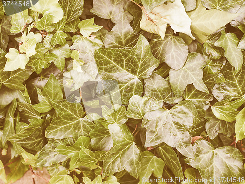 Image of Retro looking Green ivy background