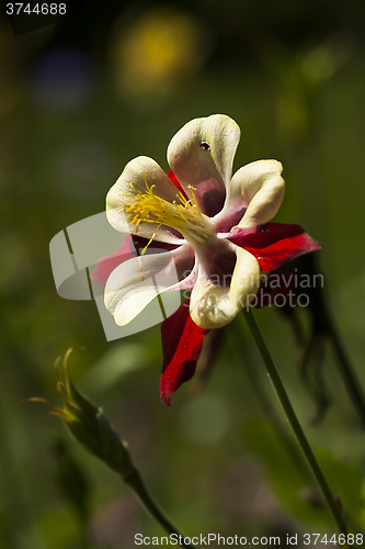 Image of columbine