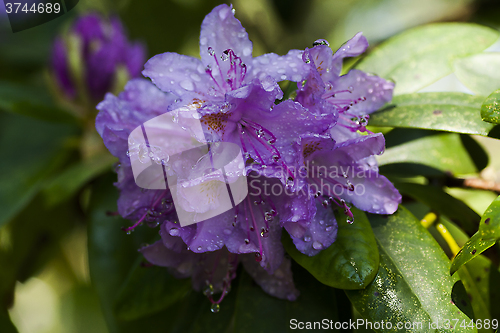Image of rhododendron