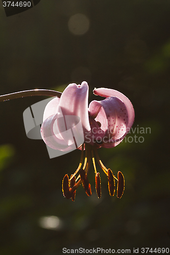 Image of martagon lily