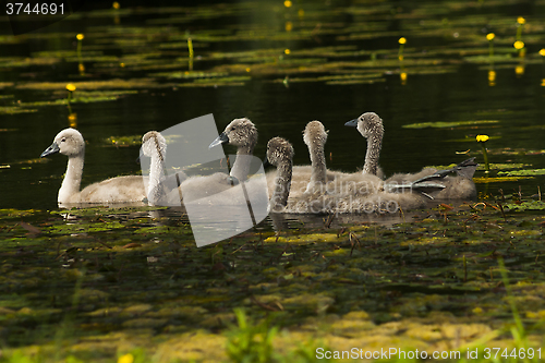 Image of swanlings