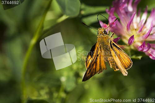 Image of large skipper