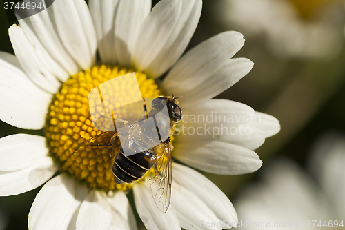 Image of flower fly on daisy