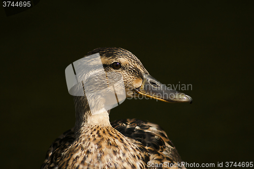 Image of female duck