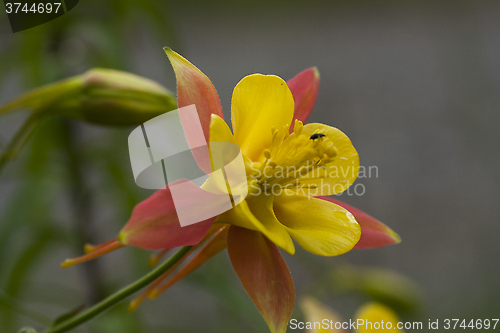 Image of pink and yellow columbine