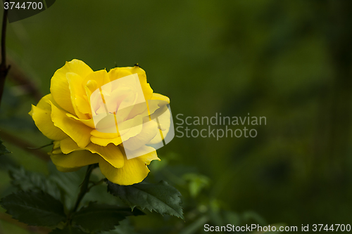 Image of yellow rose