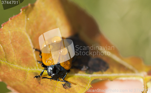 Image of aspen beetle