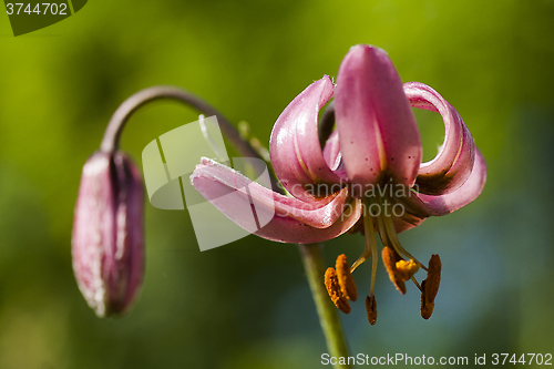 Image of lilium martagon