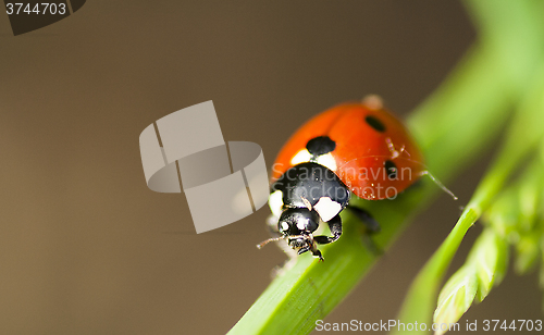 Image of lady bird