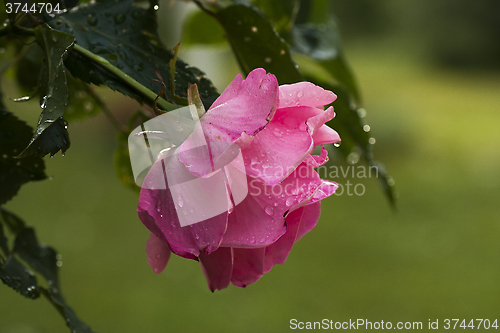 Image of pink rose