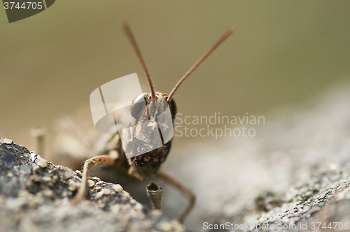 Image of the face of a grasshopper