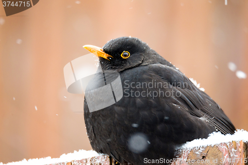 Image of male of Common blackbird