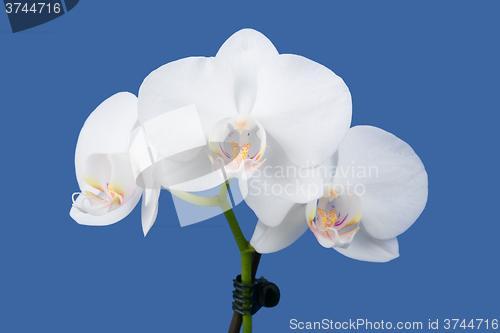 Image of romantic branch of white orchid