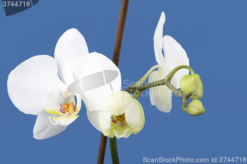 Image of romantic branch of white orchid