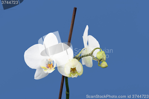 Image of romantic branch of white orchid