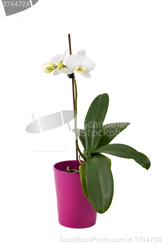 Image of romantic branch of white orchid