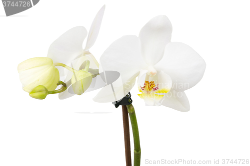 Image of romantic branch of white orchid