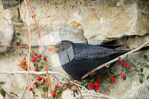 Image of male of Common blackbird