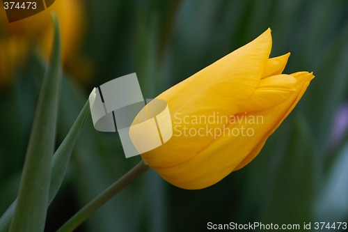 Image of Tulips