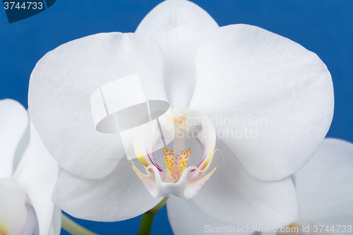 Image of romantic branch of white orchid