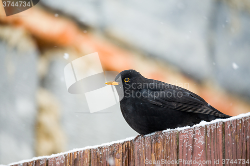 Image of male of Common blackbird