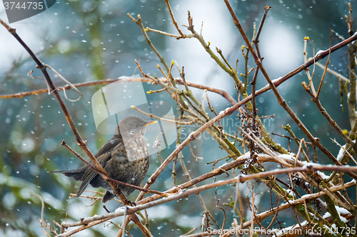 Image of female of Common blackbird