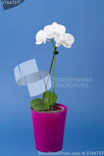 Image of romantic branch of white orchid