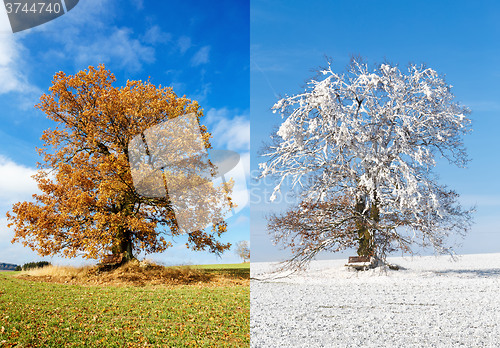 Image of alone tree on two season