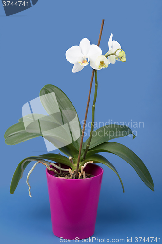 Image of romantic branch of white orchid