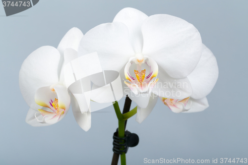 Image of romantic branch of white orchid