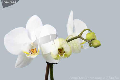Image of romantic branch of white orchid