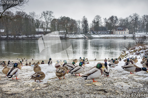 Image of Ducks at river Danube in winter