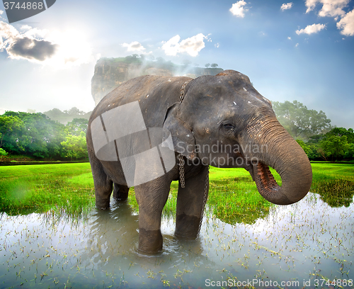 Image of Elephant near Sigiriya